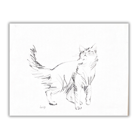 Disegno originale di gatto firmato da Amleto Dalla Costa