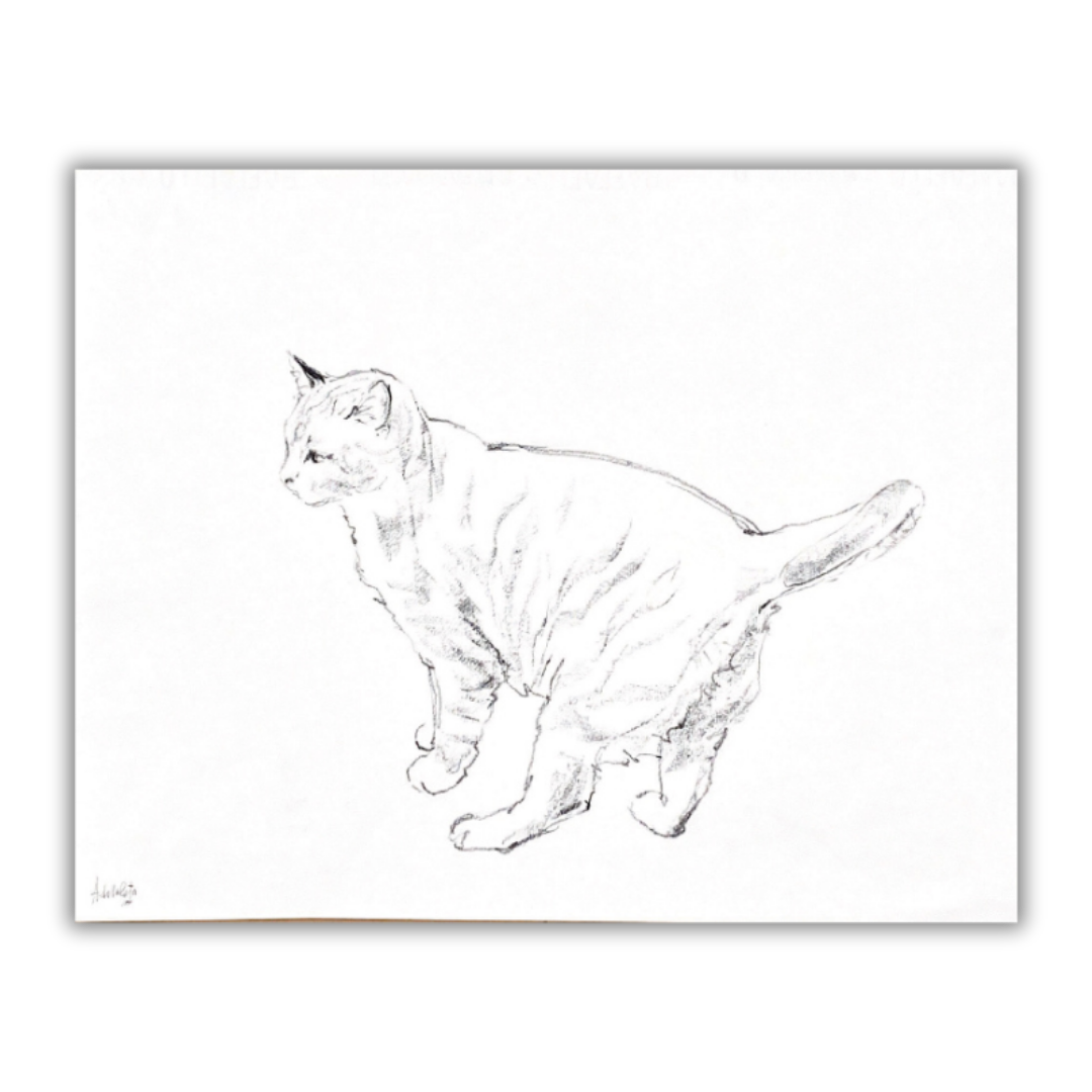 Disegno a matita di gatto firmato da Amleto Dalla Costa
