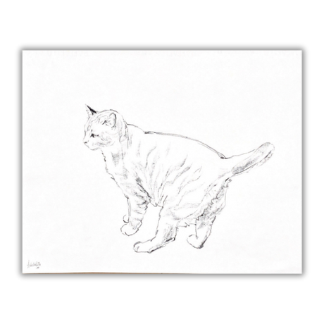 Disegno a matita di gatto firmato da Amleto Dalla Costa