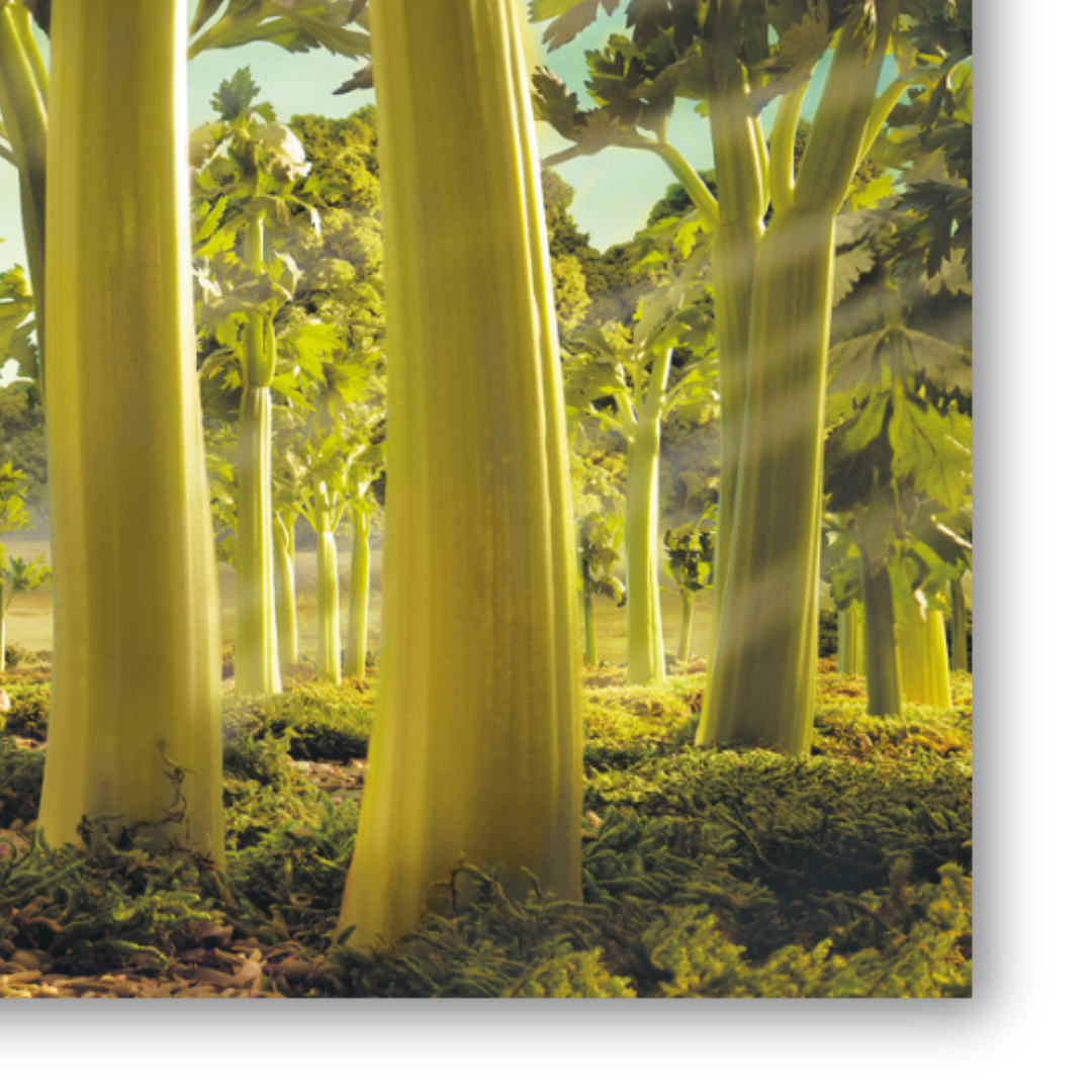 Dettaglio Quadro Opera d'arte di Carl Warner che ritrae una foresta fantastica composta da steli di sedano verdi, con sentieri che invitano all'esplorazione immaginativa.