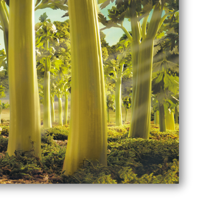 Dettaglio Quadro Opera d'arte di Carl Warner che ritrae una foresta fantastica composta da steli di sedano verdi, con sentieri che invitano all'esplorazione immaginativa.