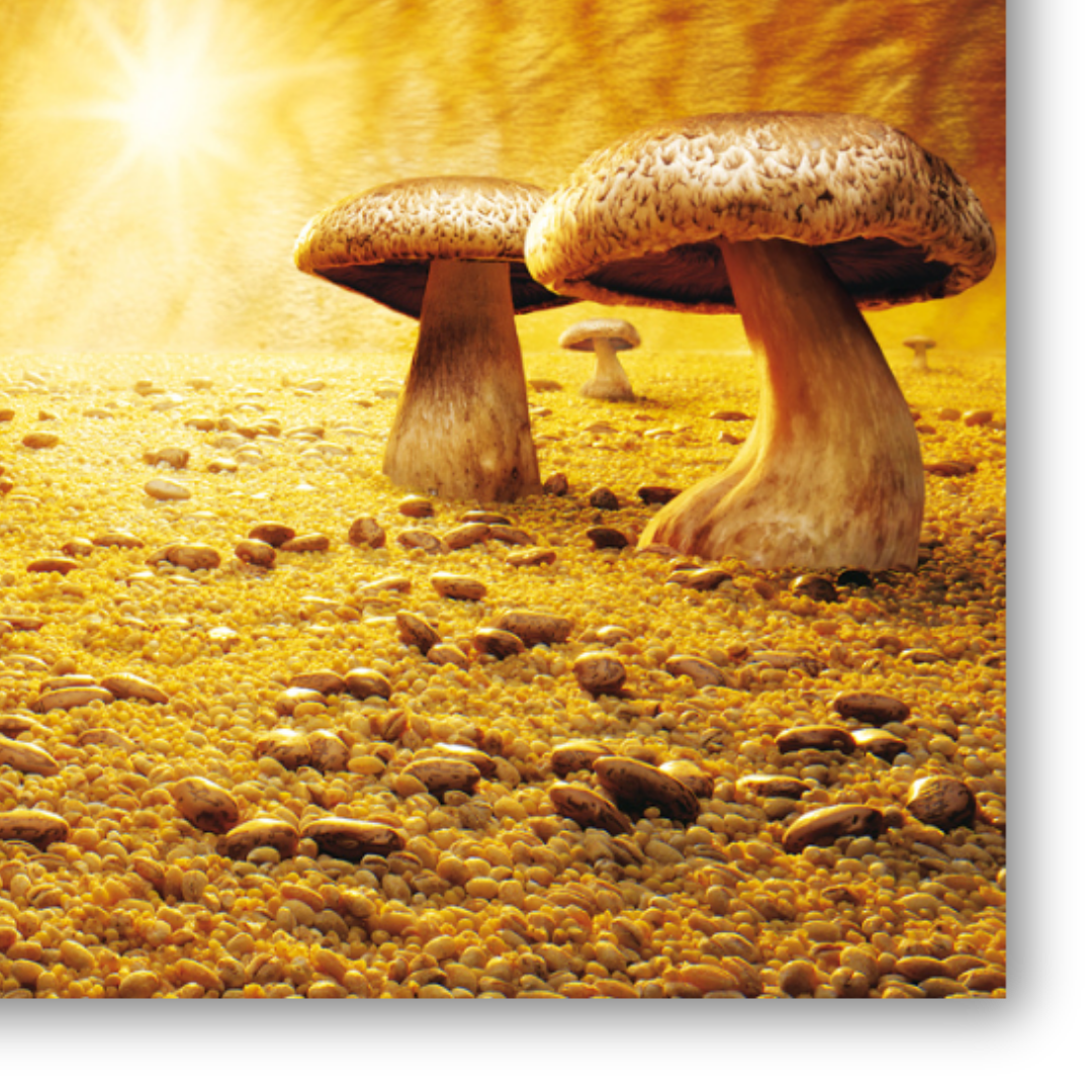 Dettaglio Quadro su tela 'Mushroom Savanna' di Carl Warner, che raffigura funghi giganteschi in una savana dorata con raggi di sole scintillanti, perfetta per stimolare la fantasia in una cameretta.
