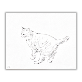 Disegno a matita di gatto firmato da Amleto Dalla Costa