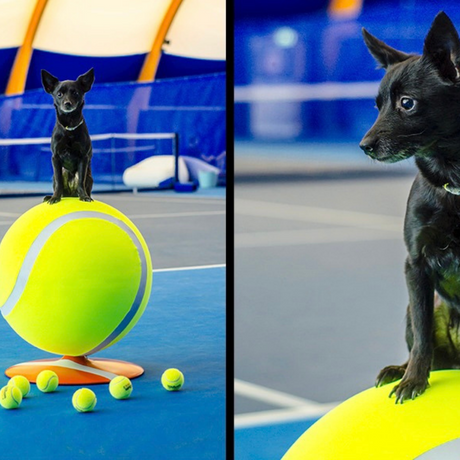 Cane accanto a pouf a forma di pallina da tennis