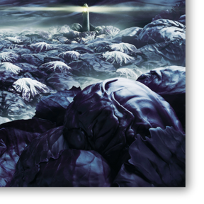 Primo piano di cavoli nel 'Cabbage Sea' di Carl Warner